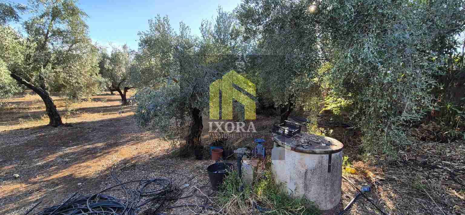 Gran Parcela Rústica con 100 Olivas y Casa a Reformar 90 IMG-20240930-WA0016