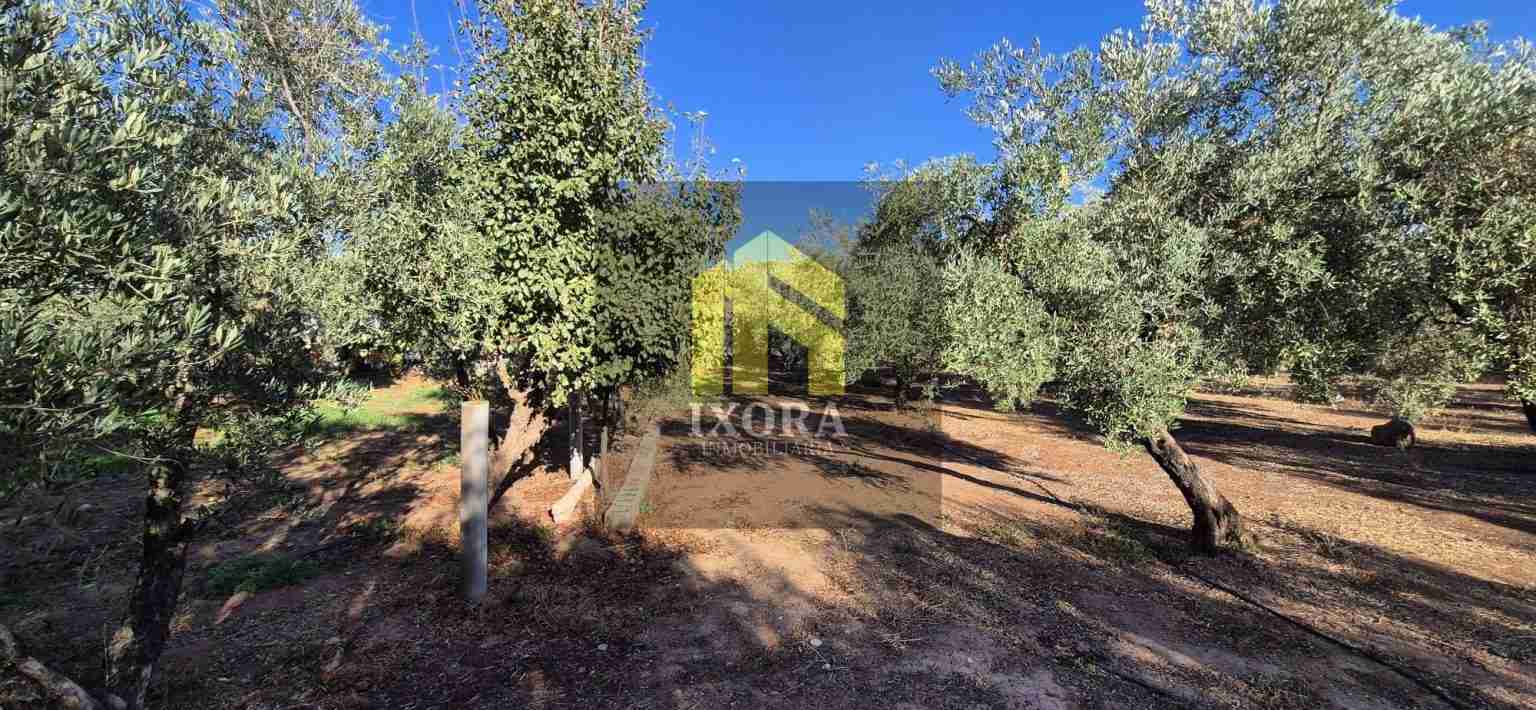 Gran Parcela Rústica con 100 Olivas y Casa a Reformar 89 IMG-20240930-WA0018