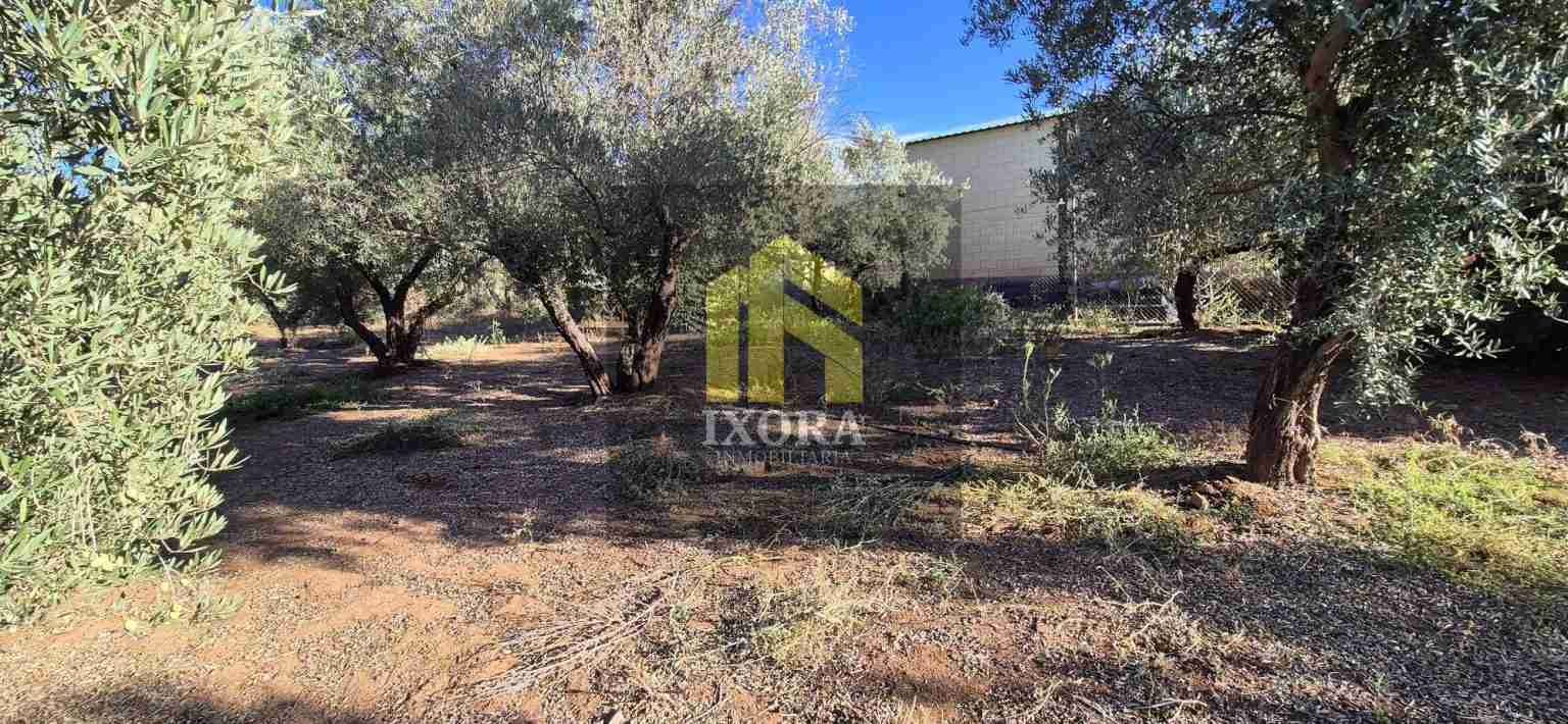 Gran Parcela Rústica con 100 Olivas y Casa a Reformar 92 IMG-20240930-WA0019