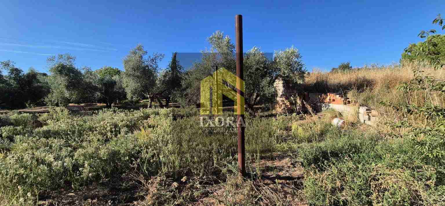 Gran Parcela Rústica con 100 Olivas y Casa a Reformar 91 IMG-20240930-WA0023